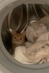 Cat in washing machine🧼🐈