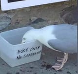 Thread 33342505 OP Image