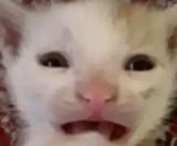 DISGUSTED cat