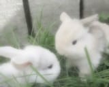 bunnies in love