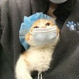 HOSPITAL CAT