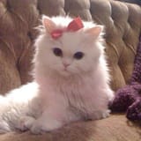 coquette cat