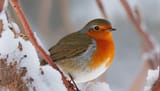 How-Can-I-Attract-Robins-To-My-Yard