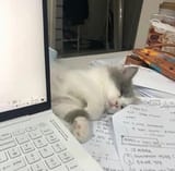 study cat
