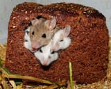 MiceinBread