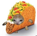 Gato taco