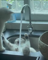 _ (100)