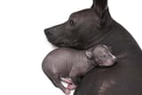 xolo