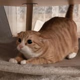 _ (55)