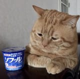 sad pussy