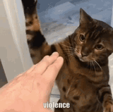 violence-cat