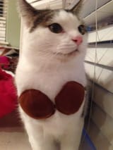 Every cat needs a coconut bra