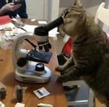 cat loves biology
