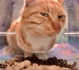 mr_fresh cat
