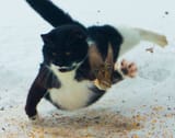 1738158921879901 birdchase