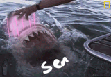 baka senpai shark