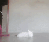 Blob cat
