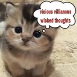 Silly evil kitten