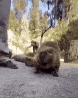 beaver-bober