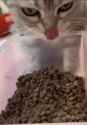 %D1%83%D1%82%D1%8E%D0%B3-cat-est_thumb.jpg