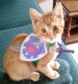 I want this cat