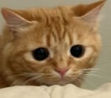 Orange cat