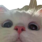 kitty