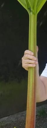 NeverRubAnotherMansRhubarb