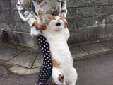 cat hold me back restrained angry