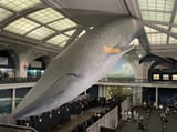 amnh whale bandaid