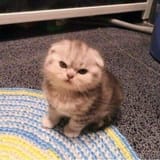 Super angry kitten (1)