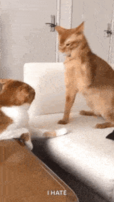 cat-smacking-other-cat-cat