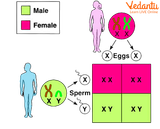 male female ratio