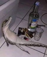 Thread 33367441 OP Image