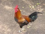 Cock