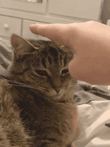 catpat-cat-pat-smokey-there-there