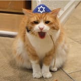 5 Ways Cats Are Celebrating Hanukkah - CatTime