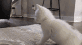 cat-twerk