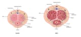 Penis-Crosssection