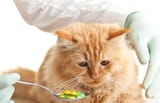 How To Give Your Cat a Pill - The Catington Post