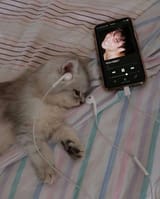 Music time for kitten, IF YOU LIKE THIS PHOTO, WATCH MORE ON MY YOUTUBE