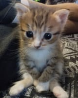 смешной котик