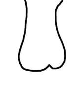 bvl