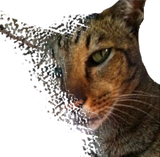 Thread 33284072 OP Image