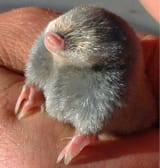 mole