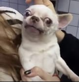 Thread 33287066 OP Image