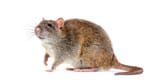 bruine-rat-1-1024x526
