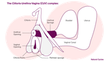 vagina