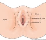 gyn-external-anatomy