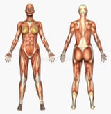 human-anatomy-muscle-system-female-67471